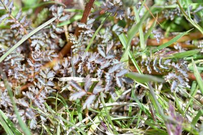 Acaena saccaticupula, photographed by Christopher Stephens