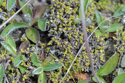 Coprosma petriei, photographed by Christopher Stephens