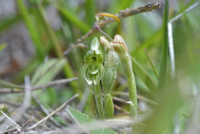 Pterostylis tanypoda, photographed by Christopher Stephens