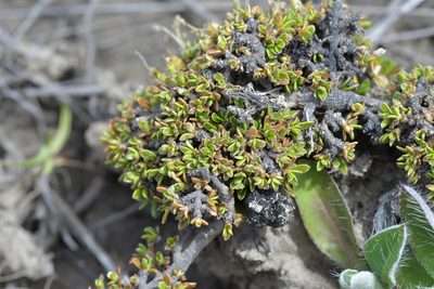 Coprosma petriei, photographed by Christopher Stephens