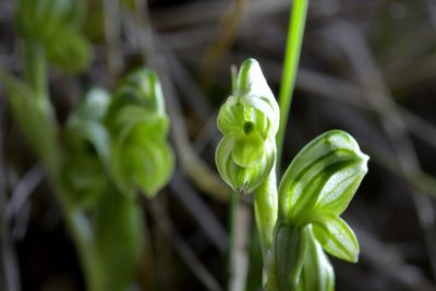 Pterostylis tanypoda, photographed by Christopher Stephens