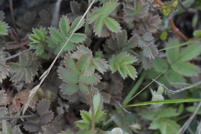 Acaena caesiiglauca, photographed by Christopher Stephens