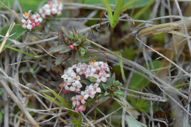 Pimelea notia, photographed by Christopher Stephens