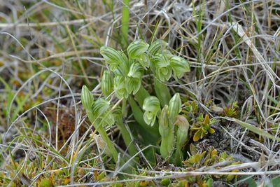 Pterostylis tanypoda, photographed by Christopher Stephens