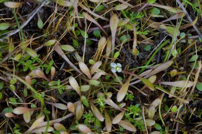 Glossostigma elatinoides, photographed by Christopher Stephens