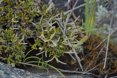 Coprosma petriei, photographed by Christopher Stephens