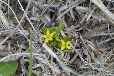 Stackhousia minima, photographed by Christopher Stephens