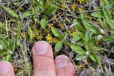 Stackhousia minima, photographed by Christopher Stephens