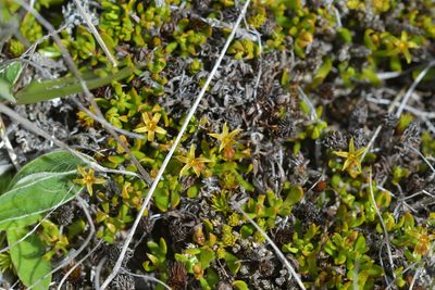 Stackhousia minima, photographed by Christopher Stephens