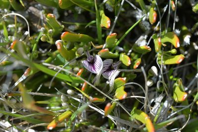 Carmichaelia vexillata, photographed by Christopher Stephens