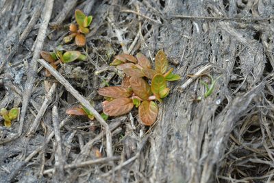 Epilobium angustum, photographed by Christopher Stephens
