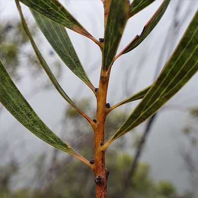 Hakea dactyloides, photographed by ronavery