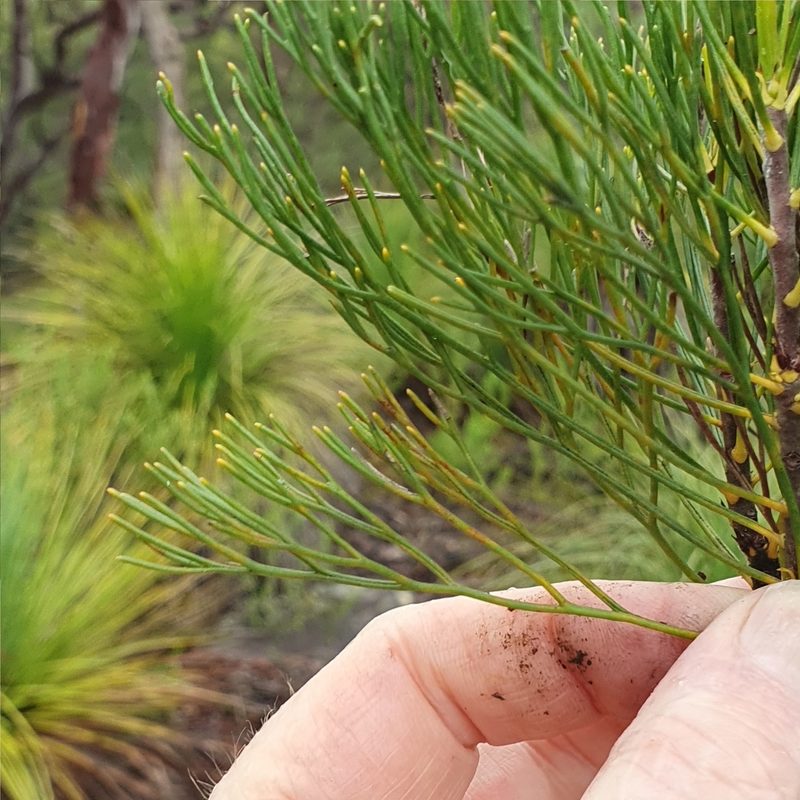 Isopogon anethifolius, photographed by ronavery
