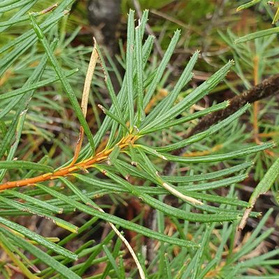 Banksia spinulosa, photographed by ronavery