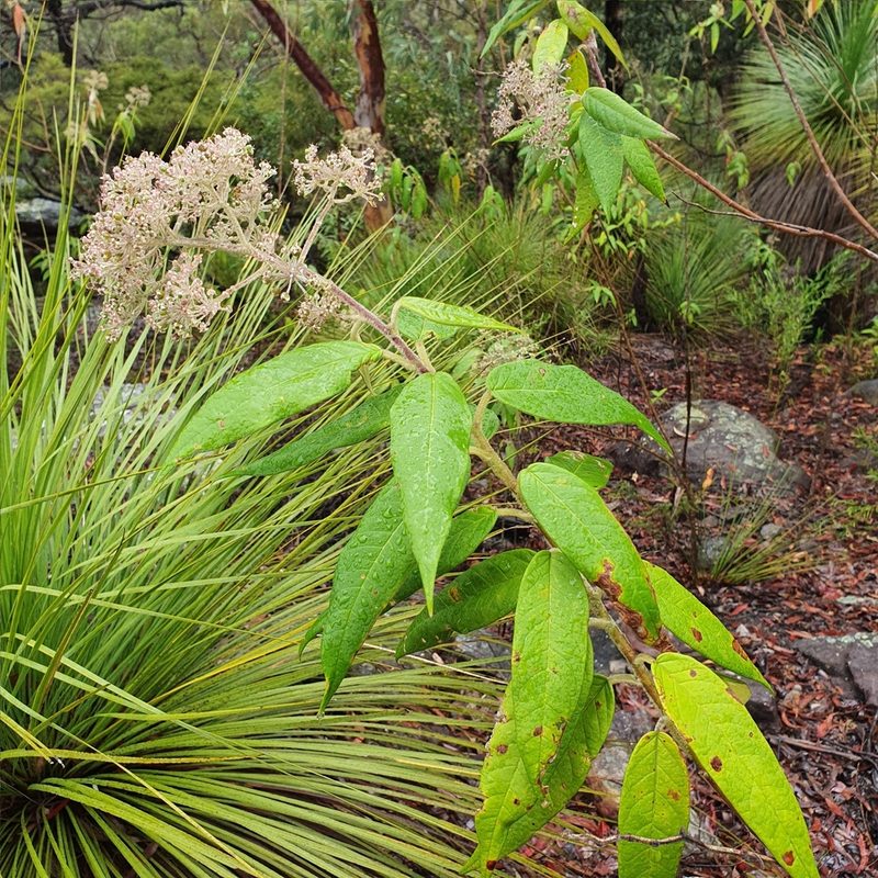 Astrotricha floccosa, photographed by ronavery