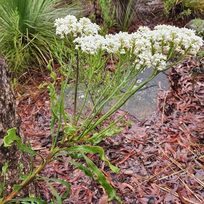Conospermum longifolium, photographed by ronavery