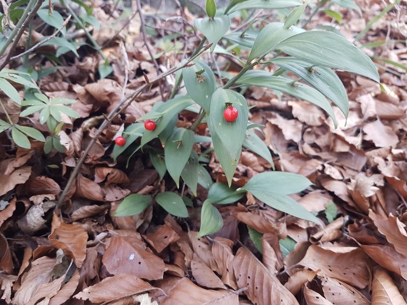 Ruscus hypoglossum, photographed by Danijel Ostović