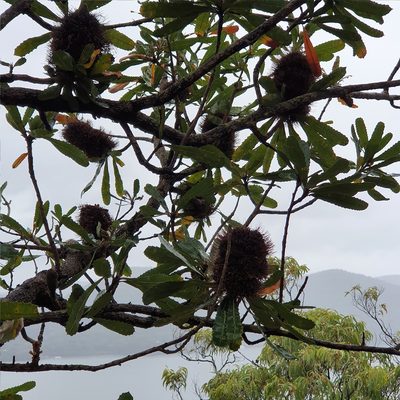 Banksia serrata, photographed by ronavery