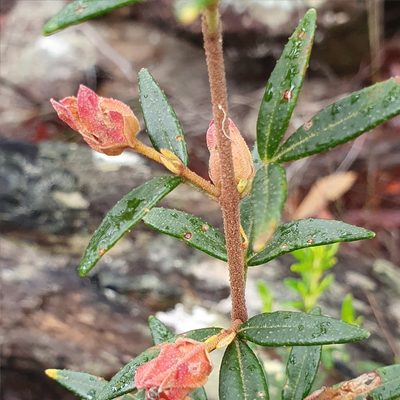 Boronia ledifolia, photographed by ronavery
