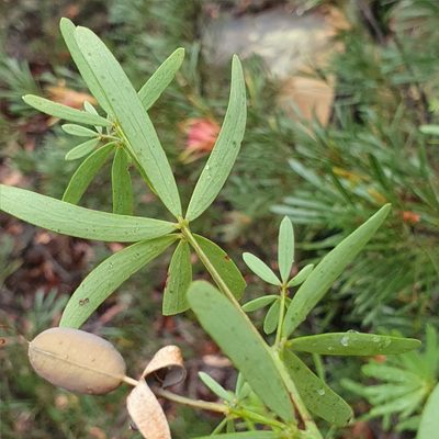 Gompholobium latifolium, photographed by ronavery