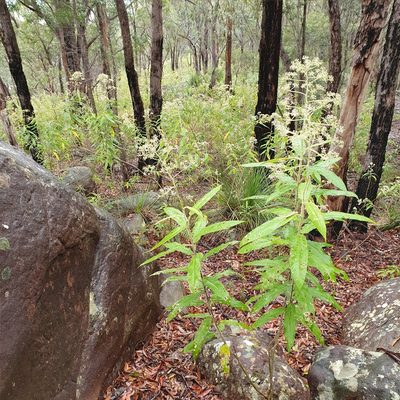 Astrotricha floccosa, photographed by ronavery
