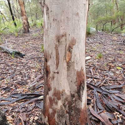 Eucalyptus punctata, photographed by ronavery