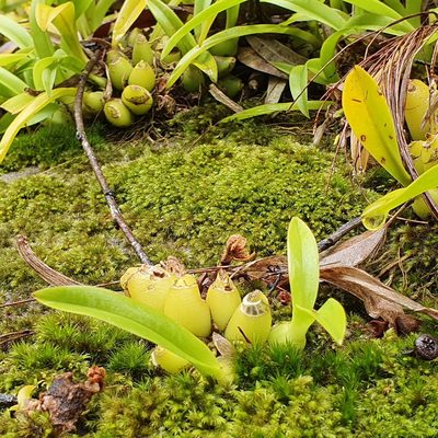 Liparis reflexa, photographed by ronavery