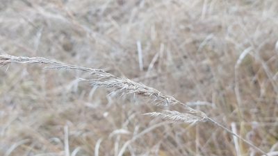 Calamagrostis epigejos, photographed by snaily_naily