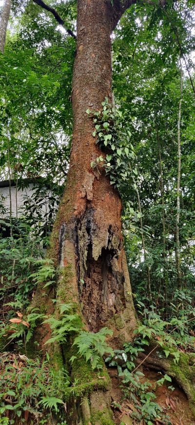 Poeciloneuron indicum, photographed by T R Shankar Raman