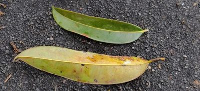 Poeciloneuron indicum, photographed by T R Shankar Raman