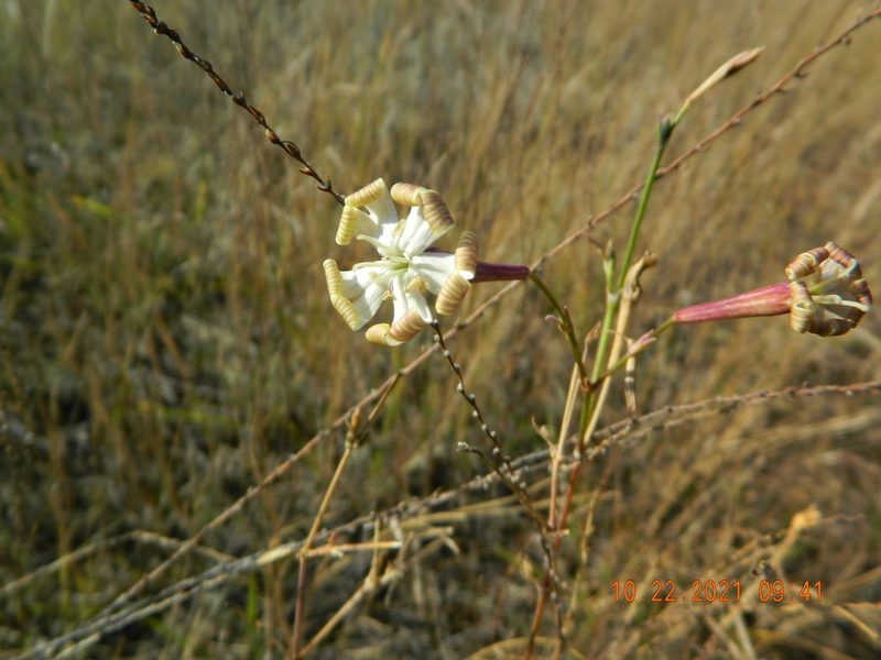 Silene bupleuroides, photographed by Galyna Mykytynets