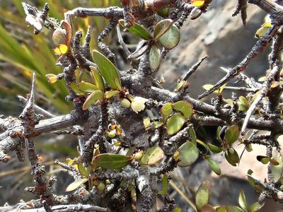Pittosporum anomalum, photographed by Duncan Cunningham