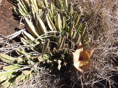Stapelia gigantea, photographed by Lsf