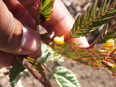 Chamaecrista nictitans, photographed by Lsf