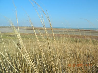 Stipa capillata, photographed by Galyna Mykytynets