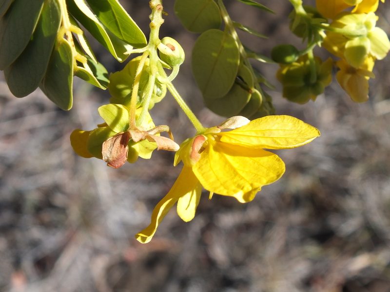 Senna surattensis, photographed by Lsf
