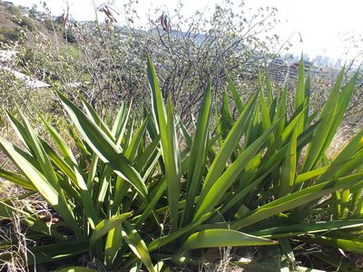 Furcraea foetida, photographed by Lsf