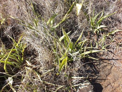 Furcraea foetida, photographed by Lsf