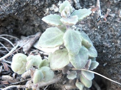 Coleus prostratus, photographed by Lsf