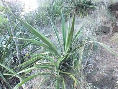 Furcraea foetida, photographed by Lsf