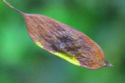 Dalbergia odorifera, photographed by Agnes Trekker