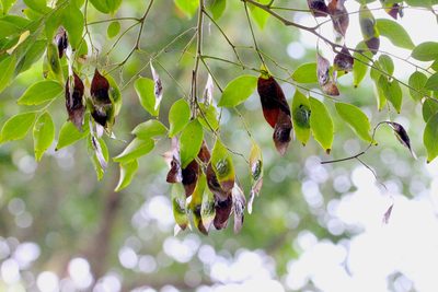Dalbergia odorifera, photographed by Agnes Trekker