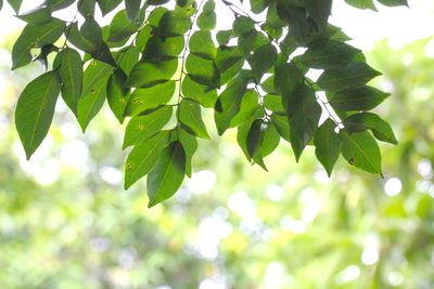 Dalbergia odorifera, photographed by Agnes Trekker