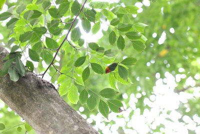 Dalbergia odorifera, photographed by Agnes Trekker