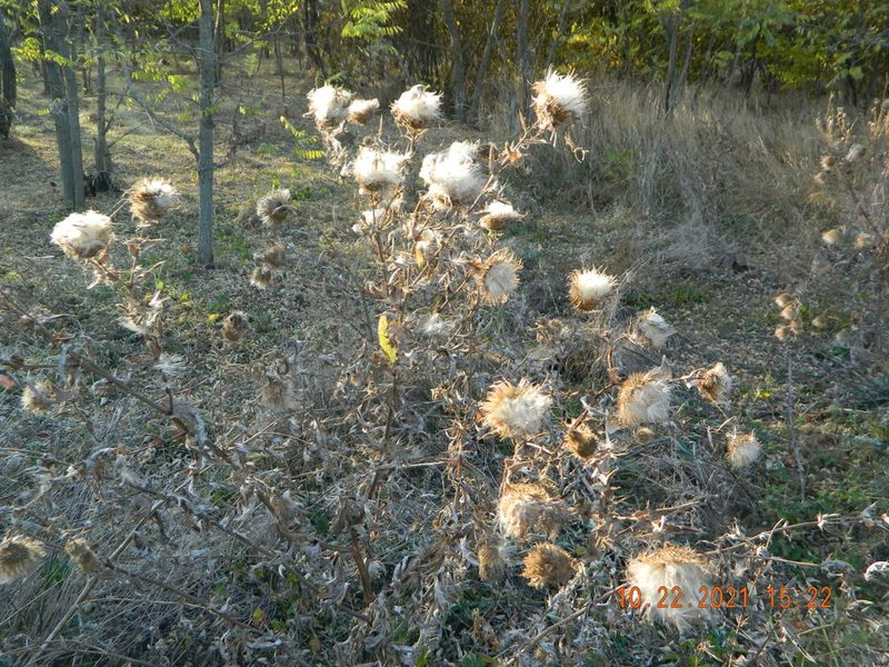 Cirsium ukranicum, photographed by Galyna Mykytynets