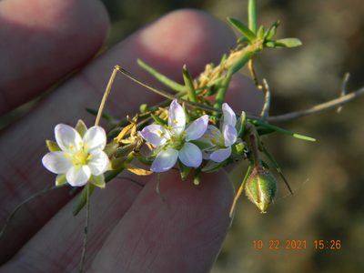 Spergularia media, photographed by Galyna Mykytynets