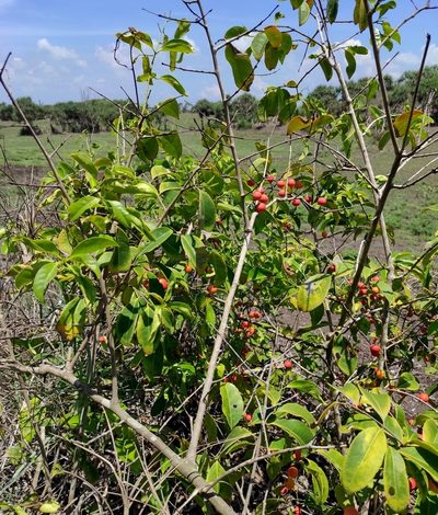 Salacia chinensis, photographed by Abu Hamas