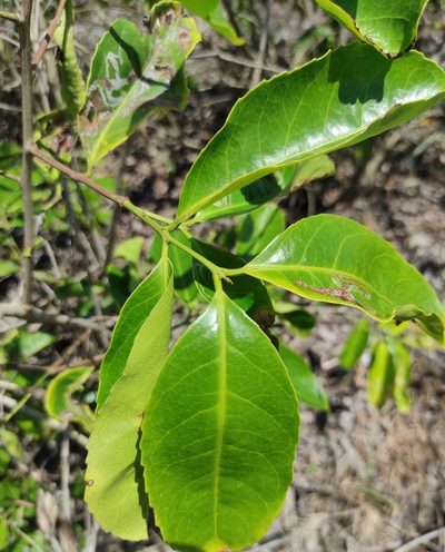 Salacia chinensis, photographed by Abu Hamas
