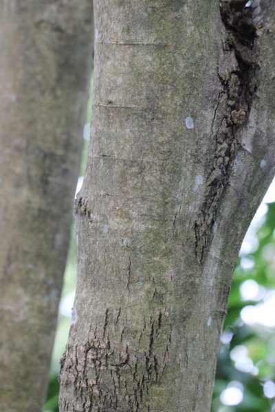 Dalbergia odorifera, photographed by Agnes Trekker