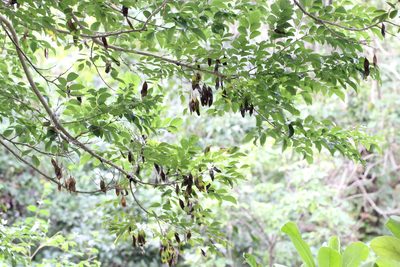 Dalbergia odorifera, photographed by Agnes Trekker